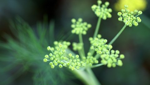 Обои цветы, зелень, фокус камеры, flowers, greens, the focus of the camera разрешение 1920x1440 Загрузить