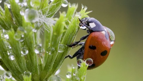 Обои трава, капли, божья коровка, grass, drops, ladybug разрешение 2048x1536 Загрузить