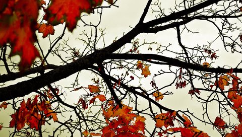 Обои небо, деревья, листья, осень, оранжевый, the sky, trees, leaves, autumn, orange разрешение 2560x1600 Загрузить