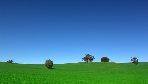 Обои небо, деревья, поле, the sky, trees, field разрешение 2560x1600 Загрузить