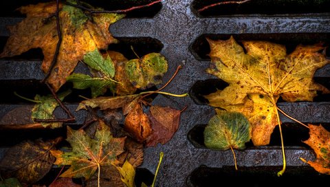 Обои дорога, листья, макро, люк, осенние листья, road, leaves, macro, luke, autumn leaves разрешение 2560x1600 Загрузить