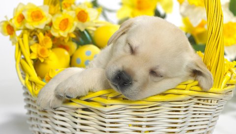 Обои щенок, корзина, пасха, puppy, basket, easter разрешение 1920x1200 Загрузить