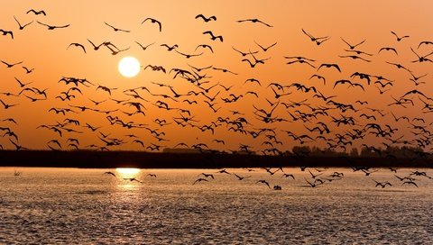 Обои озеро, закат, птицы, стая, lake, sunset, birds, pack разрешение 1920x1061 Загрузить