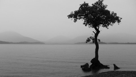 Обои озеро, природа, дерево, пейзаж, черно-белая, lake, nature, tree, landscape, black and white разрешение 1920x1200 Загрузить