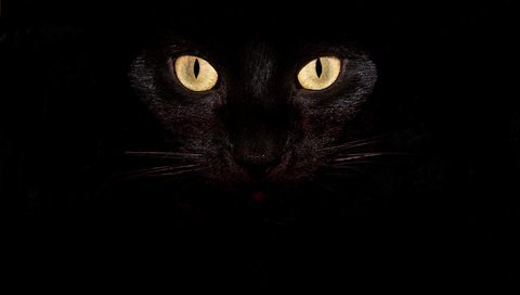 Обои глаза, кот, усы, кошка, взгляд, черный, eyes, cat, mustache, look, black разрешение 2832x2128 Загрузить