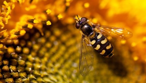 Обои природа, обои, подсолнух, пчела, nature, wallpaper, sunflower, bee разрешение 2560x1600 Загрузить