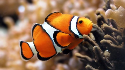 Обои аквариум, кораллы, рыбалка, дайвинг, рыба клоун, морские рыбки, aquarium, corals, fishing, diving, clown fish, marine fish разрешение 1920x1200 Загрузить