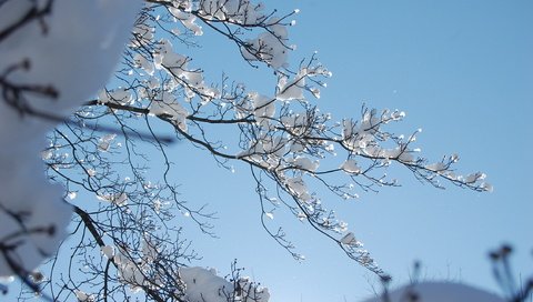 Обои снег, зима, ветки, зимний день, snow, winter, branches, winter day разрешение 2256x1496 Загрузить