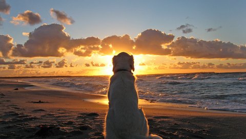 Обои закат, море, пляж, собака, cобака, sunset, sea, beach, dog разрешение 2744x2082 Загрузить