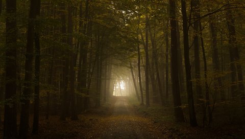 Обои свет, дорога, листва, осень, тунель, the road, light, road, foliage, autumn, tunnel разрешение 2560x1600 Загрузить