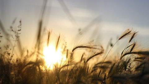 Обои небо, трава, солнце, закат, лучи, ячмень, the sky, grass, the sun, sunset, rays, barley разрешение 1920x1200 Загрузить