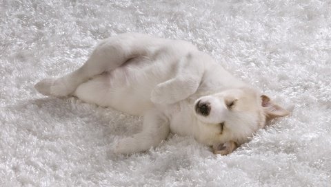 Обои сон, белый, песик, ковер, sleep, white, doggie, carpet разрешение 1920x1200 Загрузить