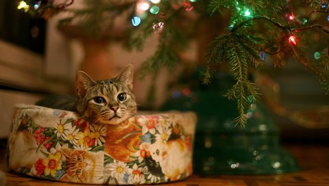 Обои глаза, елка, кошка, взгляд, подарок, гирлянда, eyes, tree, cat, look, gift, garland разрешение 1920x1080 Загрузить