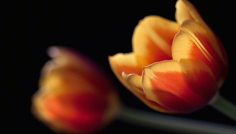 Обои макро, черный, тюльпаны, macro, black, tulips разрешение 2560x1600 Загрузить