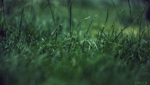 Обои трава, макро, зеленая фигня, концентрация, grass, macro, green garbage, concentration разрешение 1920x1200 Загрузить