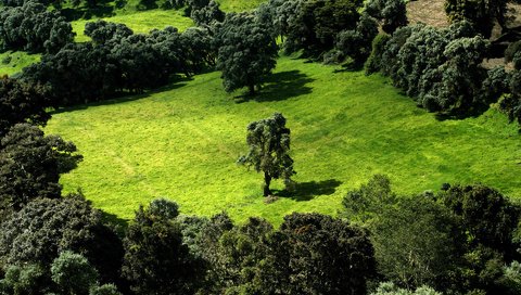 Обои деревья, зелень, поле, trees, greens, field разрешение 1920x1200 Загрузить