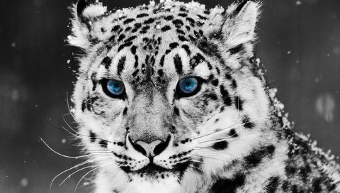 Обои снег, снежный барс, ирбис, snow, snow leopard, irbis разрешение 2560x1600 Загрузить