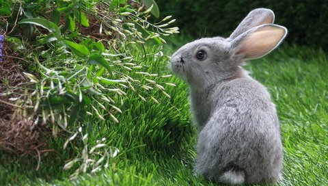 Обои трава, зелень, серый, кролик, заяц, нюхает, grass, greens, grey, rabbit, hare, sniffing разрешение 1920x1200 Загрузить