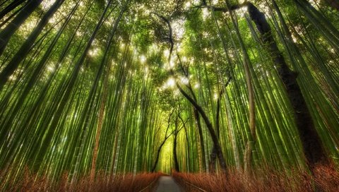 Обои тропинка, бамбук, китай, роща, path, bamboo, china, grove разрешение 2560x1600 Загрузить