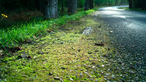 Обои дорога, трава, лес, мох, обочина, road, grass, forest, moss, roadside разрешение 1920x1200 Загрузить