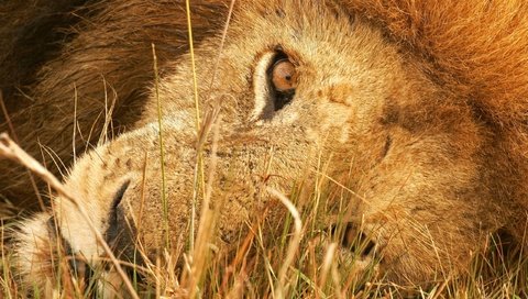 Обои морда, взгляд, хищник, большая кошка, лев, пристальный, face, look, predator, big cat, leo, close разрешение 2560x1600 Загрузить