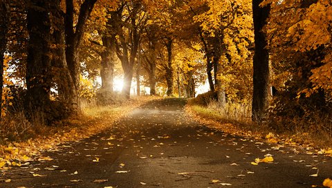 Обои дорога, деревья, листья, осень, швеция, road, trees, leaves, autumn, sweden разрешение 2560x1600 Загрузить