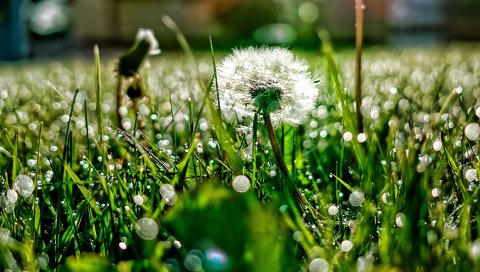 Обои свет, трава, роса, блики, поляна, одуванчик, light, grass, rosa, glare, glade, dandelion разрешение 1920x1200 Загрузить