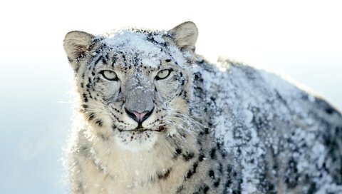 Обои снег, снежный барс, ирбис, snow, snow leopard, irbis разрешение 2560x1600 Загрузить