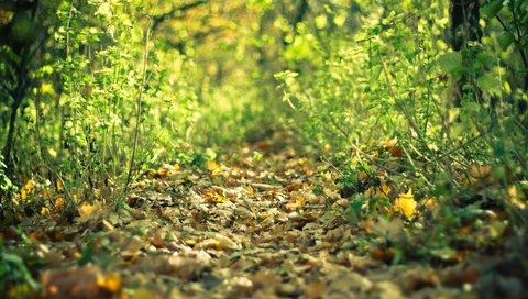 Обои лес, листья, осень, тропа, forest, leaves, autumn, trail разрешение 3888x2592 Загрузить