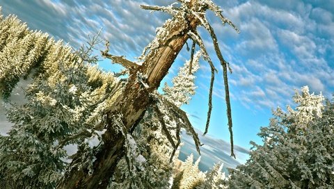 Обои деревья, снег, зима, trees, snow, winter разрешение 1920x1200 Загрузить