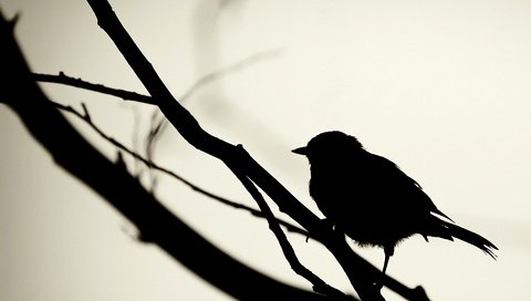 Обои черный, птица, силуэт, black, bird, silhouette разрешение 1920x1200 Загрузить