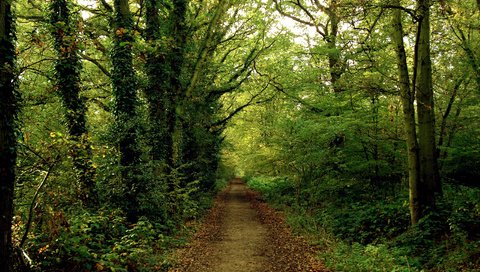 Обои дорога, лес, тропинка, road, forest, path разрешение 2560x1600 Загрузить