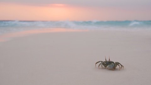 Обои вечер, пляж, крабик, the evening, beach, crab разрешение 1920x1200 Загрузить