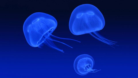 Обои синий, море, свечение, медузы, подводный мир, blue, sea, glow, jellyfish, underwater world разрешение 1920x1200 Загрузить