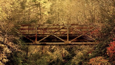 Обои лес, листья, мост, осень, южная каролина, forest, leaves, bridge, autumn, south carolina разрешение 2560x1600 Загрузить