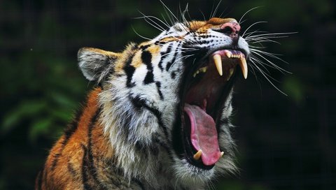 Обои тигр, клыки, пасть, tiger, fangs, mouth разрешение 4770x3510 Загрузить