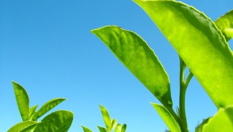 Обои растения, листья, зелёный, голубой, plants, leaves, green, blue разрешение 1920x1440 Загрузить