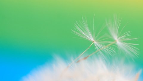 Обои зелёный, цветок, минимализм, одуванчик, пушинка, green, flower, minimalism, dandelion, fluff разрешение 1920x1280 Загрузить