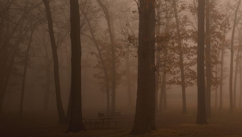 Обои деревья, отдых, лес, темнота, фото, дымка, свобода, утро, туман, свежесть, скамейки, красота, trees, stay, forest, darkness, haze, photo, freedom, morning, fog, freshness, benches, beauty разрешение 1935x1024 Загрузить