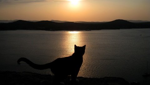 Обои вечер, озеро, кошка, хвост, the evening, lake, cat, tail разрешение 2560x1600 Загрузить