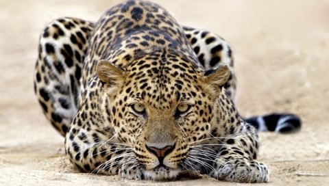 Обои тигр, леопард, кошки, атака, tiger, leopard, cats, attack разрешение 1920x1200 Загрузить