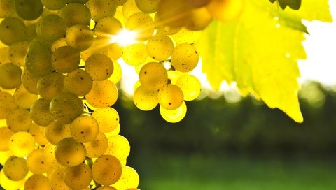 Обои солнце, виноград, лоза, гроздь, the sun, grapes, vine, bunch разрешение 2560x1600 Загрузить