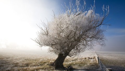 Обои небо, снег, дерево, зима, пейзаж, иней, забор, the sky, snow, tree, winter, landscape, frost, the fence разрешение 1920x1200 Загрузить