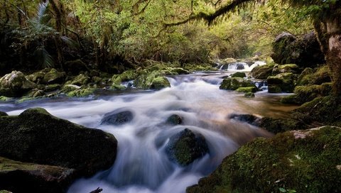 Обои река, камни, лес, river, stones, forest разрешение 2560x1600 Загрузить