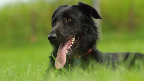 Обои трава, лето, собака, grass, summer, dog разрешение 1920x1080 Загрузить