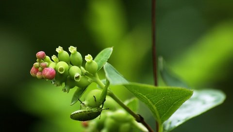 Обои листья, стебель, зелёный, соцветие, насекомое, фон, цветок, ягоды, плод, растение, leaves, stem, green, inflorescence, insect, background, flower, berries, the fruit, plant разрешение 1920x1080 Загрузить