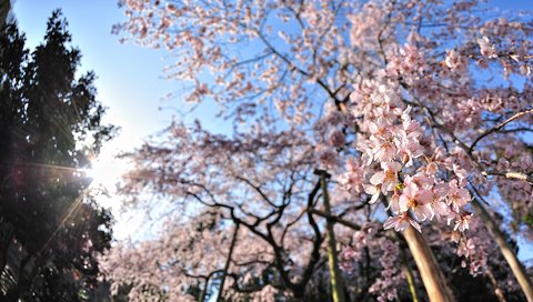 Обои цветы, деревья, солнце, цветение, лучи, весна, вишня, flowers, trees, the sun, flowering, rays, spring, cherry разрешение 1920x1080 Загрузить