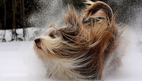 Обои снег, мордочка, взгляд, собака, йоркширский терьер, snow, muzzle, look, dog, yorkshire terrier разрешение 1920x1200 Загрузить