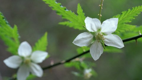 Обои цветы, ветка, цветение, цветок, бутон, весна, flowers, branch, flowering, flower, bud, spring разрешение 1920x1200 Загрузить