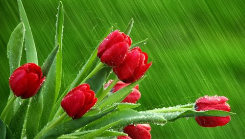 Обои капли, дождь, тюльпаны, drops, rain, tulips разрешение 1920x1200 Загрузить
